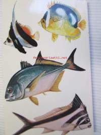 The many-splendored Fishes of Hawaii