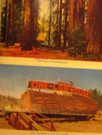 Californian Redwoods and the Avenue of the Giants haitarikortti