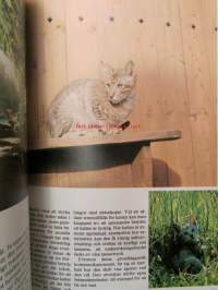 Katter