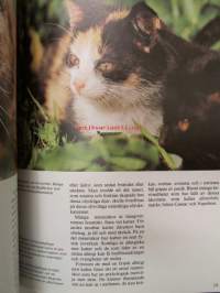 Katter
