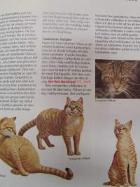 Katter - Bild handboken 0m