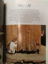 Katter - Våra favoriter, Special