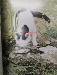 World of CATS in full color