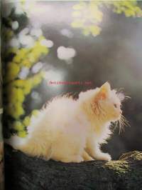 World of CATS in full color