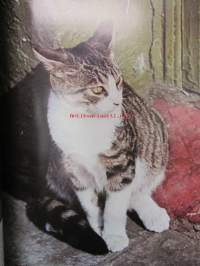 World of CATS in full color