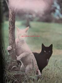World of CATS in full color