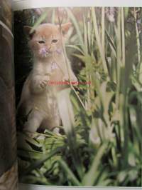 Understanding your Cat