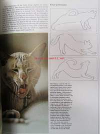 Understanding your Cat