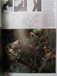 Understanding your Cat