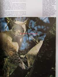 Understanding your Cat