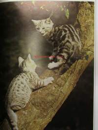 Understanding your Cat