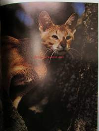 Understanding your Cat