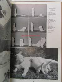 Our Cats