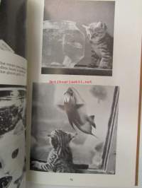 Our Cats