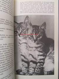 Meidän kissa