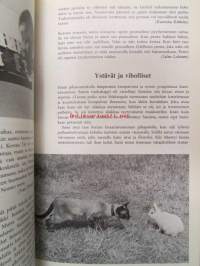 Meidän kissa