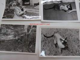 Rotu-kissaelämää -valokuvasarja 19 kpl