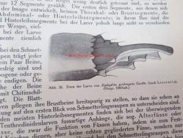 Die Gallwespen (Cynipiden) Mitteleuropas, insbesondere Deutschlands -hyönteiskirja, kuvataulut tallella