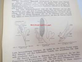 Die Ameisen (Formicidiae) Mitteleuropas, insbesondere Deutschlands -hyönteiskirja, kuvataulut tallella