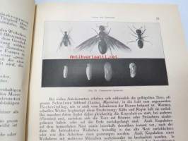 Die Ameisen (Formicidiae) Mitteleuropas, insbesondere Deutschlands -hyönteiskirja, kuvataulut tallella