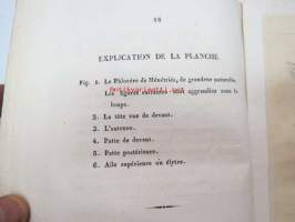 Notice sur Le Phlocerus, genre nouveau d&#039;orthoptéres De La Russie, par Gotthelf Fischer de Waldheim. Avec un planche.. Moscou, 1833 -Moskovassa 1833 painettu