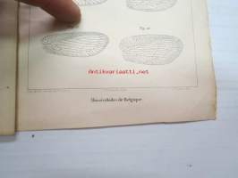 Notice sur les Hémérobides de Belqique, par C. Wesmael, tieteellinen tutkielma, eripainos, 1 kuvataulu, tekijän omakätinen omiste W. Nylanderille