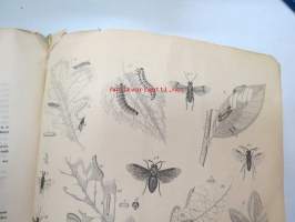 Beschreibung Neuer oder Wenig Bekannter Blattwespen aus dem Gebiete der Preussischen Fauna von Dr. Gustav Zaddach, Königsberg, 1859 -tieteellinen tutkielma, 1