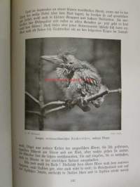 Lebensbilder aus der Tierwelt - Vögel 1, Linnut 1, katso sisältöä kuvista tarkemmin