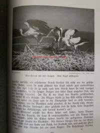 Lebensbilder aus der Tierwelt - Vögel 1, Linnut 1, katso sisältöä kuvista tarkemmin