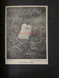 Lebensbilder aus der Tierwelt - Vögel 1, Linnut 1, katso sisältöä kuvista tarkemmin