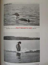 Lebensbilder aus der Tierwelt - Vögel 3, Linnut 3, katso sisältöä kuvista tarkemmin
