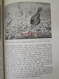 Lebensbilder aus der Tierwelt - Vögel 3, Linnut 3, katso sisältöä kuvista tarkemmin