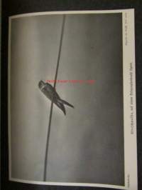 Lebensbilder aus der Tierwelt - Vögel 3, Linnut 3, katso sisältöä kuvista tarkemmin
