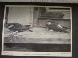 Lebensbilder aus der Tierwelt - Vögel 2, Linnut 2, katso sisältöä kuvista tarkemmin