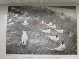 Lebensbilder aus der Tierwelt - Vögel 2, Linnut 2, katso sisältöä kuvista tarkemmin