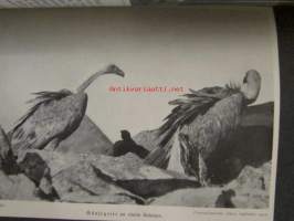 Lebensbilder aus der Tierwelt - Vögel 2, Linnut 2, katso sisältöä kuvista tarkemmin