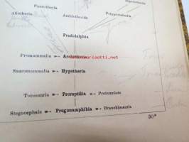 Systematische Phylogenie I-III, Entwurf eines Natürlichen Systems der Organismen auf Grund ihrer Stammesgesichte -omiste ja alkuperäinen nimikirjoitus Ernst Haeckel