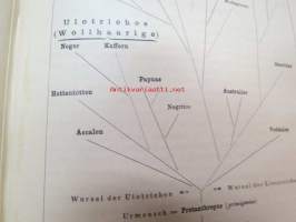 Systematische Phylogenie I-III, Entwurf eines Natürlichen Systems der Organismen auf Grund ihrer Stammesgesichte -omiste ja alkuperäinen nimikirjoitus Ernst Haeckel