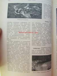 Nuori voima 1920 -vuosikerta