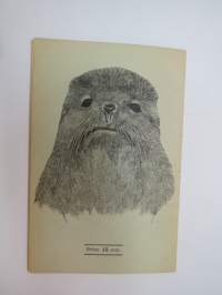 Commander Islands (Командо́рские острова́, Komandorskiye ostrova) (Kamtsatkan niemimaa) - saarten geologiaa, eläimistöä ja asukkaita
