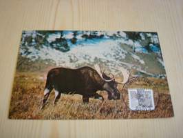 American Wildlife: Moose, Hirvi, 1981, USA, ensipäiväkortti, FDC, hieno. Katso myös muut kohteeni, mm. noin 1 200 erilaista amerikkalaista ensipäiväkuorta