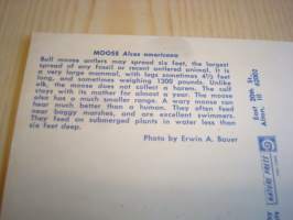 American Wildlife: Moose, Hirvi, 1981, USA, ensipäiväkortti, FDC, hieno. Katso myös muut kohteeni, mm. noin 1 200 erilaista amerikkalaista ensipäiväkuorta