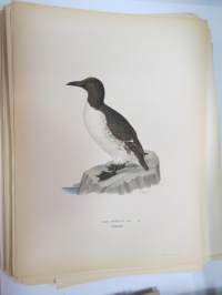 Etelänkiisla - sillgrissla -Svenska fåglar, von Wright, 1927-29, painokuva -print