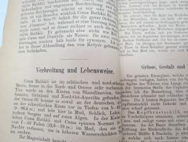 Beiträge  zur Anatomie un Histologie von cuma Rathkii kr. - Inaugural-Dissertation zur Erlangung der doctorwürde der philosophischen Facultät der