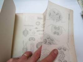 Beiträge  zur Anatomie un Histologie von cuma Rathkii kr. - Inaugural-Dissertation zur Erlangung der doctorwürde der philosophischen Facultät der