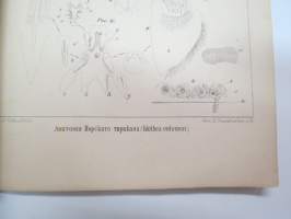 Anatomija morskavo tarkana, idothea entomon i perezen rakoobrasnih, katorija vstrezajutsa v vodah c. Peterburgskoi guvernii