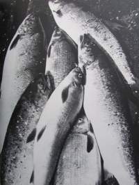 Kalla - Perämeren kalakari