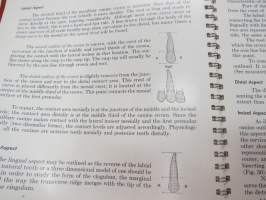 An Atlas of Tooth Form
