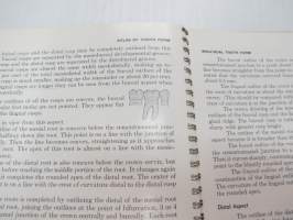 An Atlas of Tooth Form