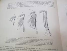 Monographie der Turbellarien I. Rhabdocoelida. -lahjoituskappale Helsingin Yliopiston Zoologian laitokselle, numeroitu 000028, &quot;Graz, 25. Mai 1909&quot;